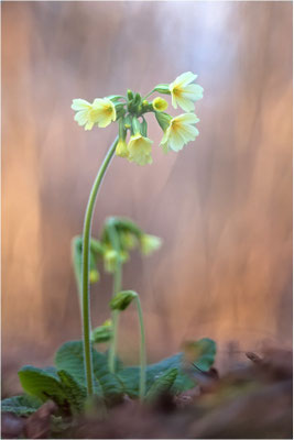 Hohe Schlüsselblume (Primula elatior), Deutschland, Baden-Württemberg