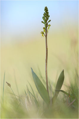 Großes Zweiblatt (Listera ovata), Baden-Württemberg, Deutschland