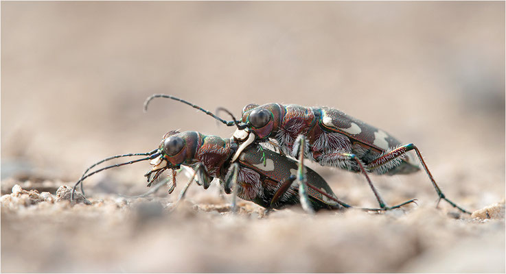 Dünen-Sandlaufkäfer (Cicindela transversalis pseudoriparia), Deutschland, Baden-Württemberg