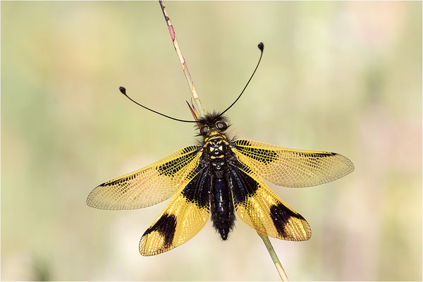 Langfühleriger Schmetterlingshaft (Libelloides longicornis), Weibchen, Italien, Region Aostatal
