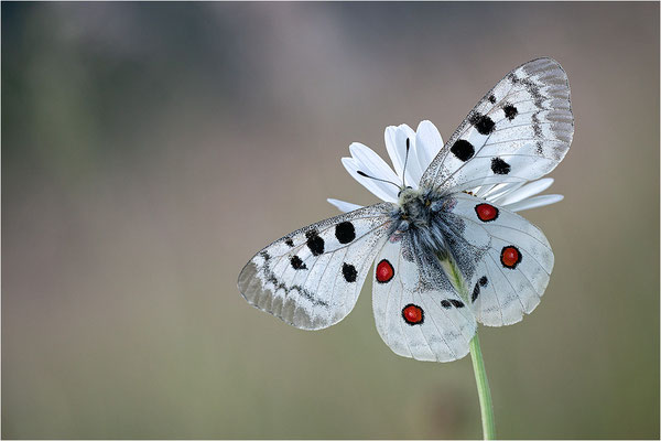 Roter Apollo (Parnassius apollo nivatus), Frankreich, Dep. Jura