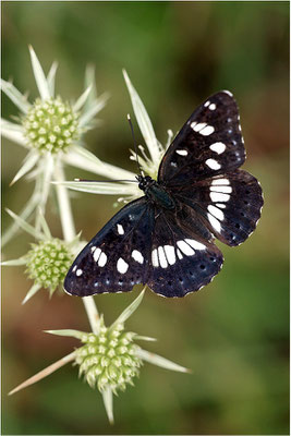 Blauschwarzer Eisvogel (Limenitis reducta), Frankreich, Haute-Loire