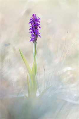 Fleischfarbene Fingerwurz (Dactylorhiza incarnata), Schweden, Gotland