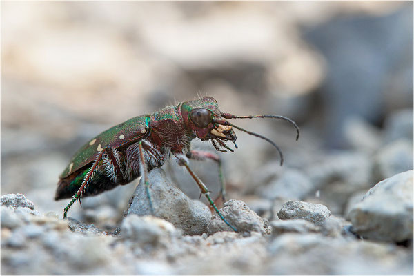 Feld-Sandlaufkäfer (Cicindela campestris), Frankreich, Ardèche