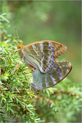 Kaisermantel (Argynnis paphia), Paarung, Schweden, Gotland
