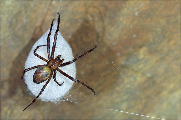 Höhlenradnetzspinne (Meta menardi), Weibchen mit Eikokon, Dänemark, Mön, Hügelgrab