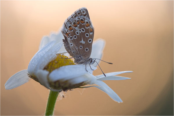Himmelblauer Bläuling (Polyommatus bellargus), Deutschland, Baden-Württemberg