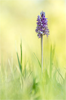 Helm-Knabenkraut (Orchis militaris), Deutschland, Baden-Württemberg, südlicher Oberrhein