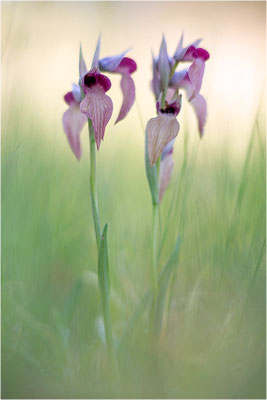 Verkannter Zungenstendel (Serapias neglecta), Frankreich, Var