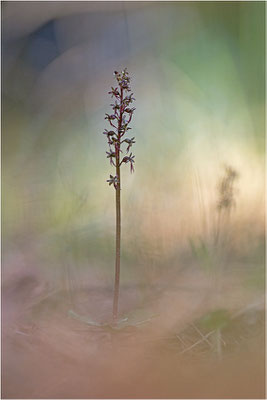 Kleines Zweiblatt (Listera cordata), Gotland, Schweden