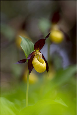 Gelber Frauenschuh (Cypripedium calceolus), Schweden, Gotland