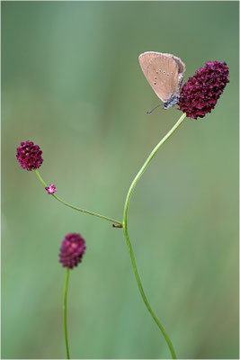 Dunkler Wiesenknopf-Ameisenbläuling (Phengaris nausithous), Deutschland, Baden-Württemberg