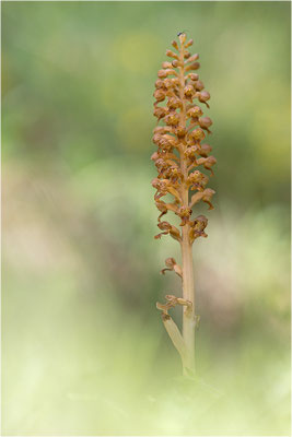 Vogel-Nestwurz (Neottia nidus-avis), Frankreich, Drôme