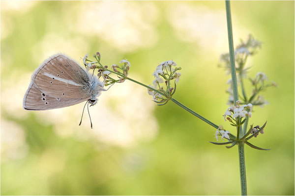 Weißdolch-Bläuling (Polyommatus damon), Schweiz, Wallis