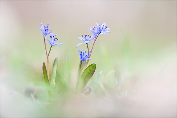 Zweiblättriger Blaustern (Scilla bifolia), Deutschland, Baden-Württemberg