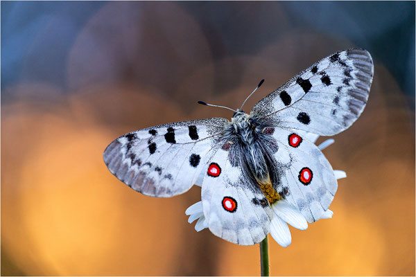 Roter Apollo (Parnassius apollo vercoricus), Frankreich, Dep. Isere