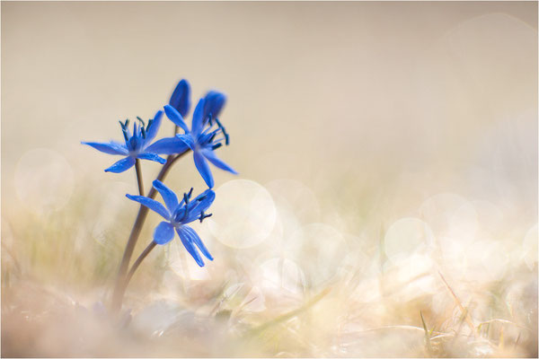 Zweiblättriger Blaustern (Scilla bifolia), Deutschland, Baden-Württemberg