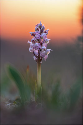 Milchweißes Knabenkraut (Neotinea lactea), Dep. Var, Frankreich