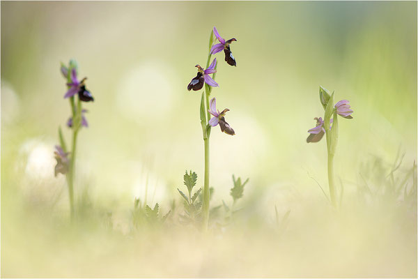 Drôme-Ragwurz (Ophrys drumana), Frankreich, Dep. Drôme