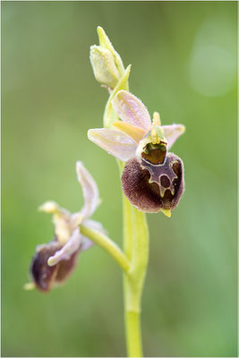 Hybride aus Spinnen- und Hummel-Ragwurz (Ophrys x aschersonii), Südlicher Oberrhein, Baden-Württemberg