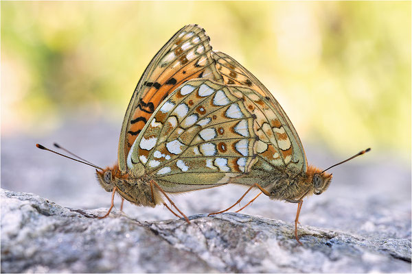 Stiefmütterchen-Perlmutterfalter (Argynnis niobe / Argynnis niobef. eris), Paarung, Italien, Region Aostatal, 2200m