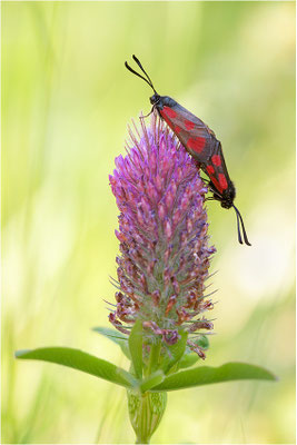 Beilfleck-Widderchen (Zygaena loti), Paarung, Schweiz, Wallis
