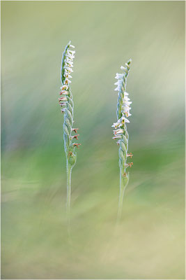 Herbst-Drehwurz (Spiranthes spiralis), Frankreich, Alsace