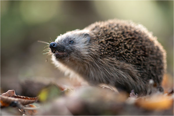 Braunbrustigel (Erinaceus europaeus), Deutschland, Baden-Württemberg