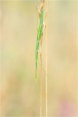 Spanische Stabschrecke (Pijnackeria hispana), Weibchen, Spanien, Lleida