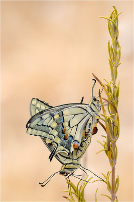 Schwalbenschwanz (Papilio machaon), Paarung, Frankreich, Bouches-du-Rhône