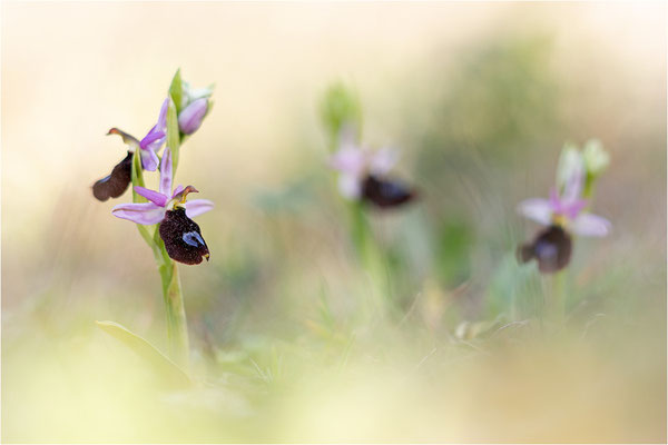 Ophrys aurelia, Bouches-du-Rhône