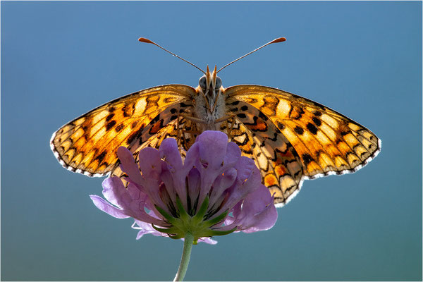 Flockenblumen-Scheckenfalter (Melitaea phoebe occitania), Spanien, Lleida