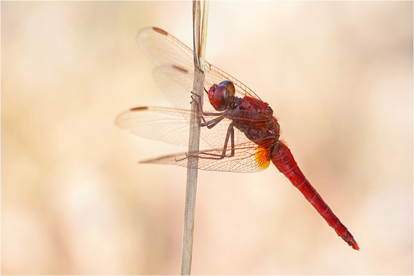 Feuerlibelle (Crocothemis erythraea), Männchen, Deutschland, Baden-Württemberg, Rheinaue