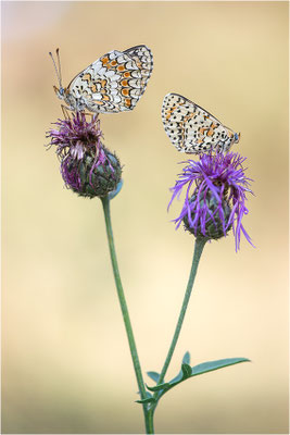 rechts: Melitaea didyma