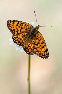 Flockenblumen-Scheckenfalter (Melitaea phoebe), Frankreich, Ardèche