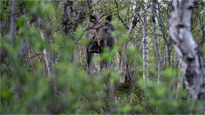Elch (Alces alces), Schweden, Norrbotten