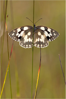 Schachbrettfalter (Melanargia galathea f. leucomelas), Weibchen, Frankreich, Ardèche