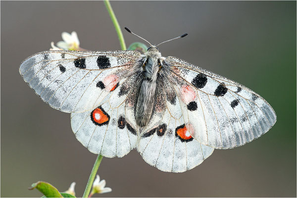 Roter Apollo (Parnassius apollo linnei f. wiskotti), Schweden, Gotland
