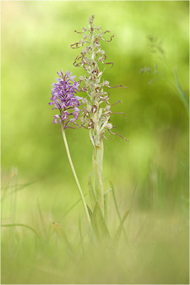 Bocks-Riemenzunge (Himantoglossum hircinum), Deutschland, Baden-Württemberg