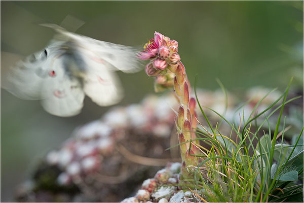Roter Apollo (Parnassius apollo valdierensis), Italien, Piemont