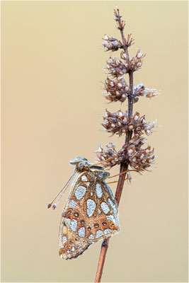 Kleiner Perlmuttfalter (Issoria lathonia), Deutschland, Baden-Württemberg