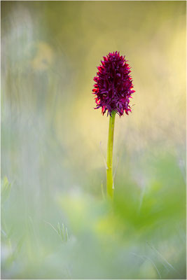 Schwarzes Kohlröschen (Nigritella nigra), Schweden, Jämtland