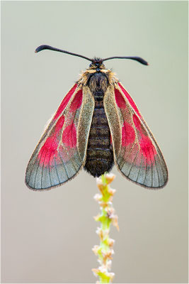 Alpen-Widderchen (Zygaena exulans), Weibchen, Frankreich, Dep. Var
