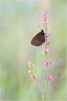Kleiner Mohrenfalter (Erebia melampus), Italien, Region Aostatal, 2000m