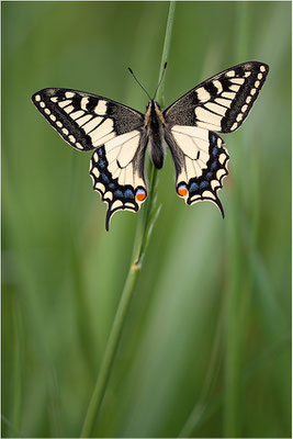 Schwalbenschwanz (Papilio machaon), Deutschland, Baden-Württemberg