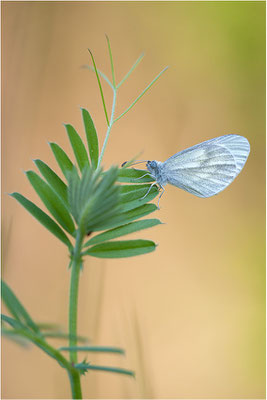 Tintenfleck-Weißling (Leptidea sinapis bzw. juvernica), Männchen, Deutschland, Baden-Württemberg