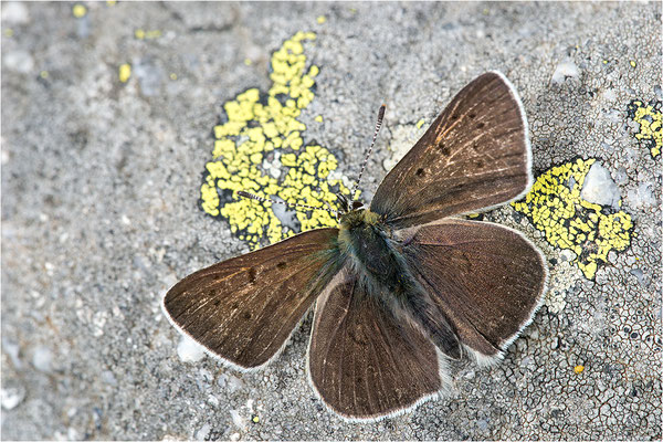 Brauner Feuerfalter (Lycaena tityrus subalpina), Männchen, Frankreich, Savoie, 2500m