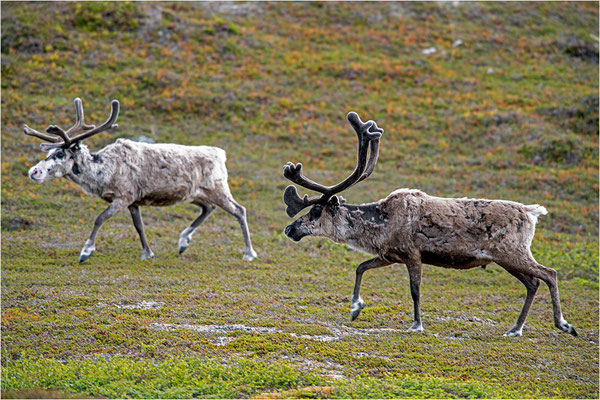 Rentier (Rangifer tarandus), Norwegen, Finnmark