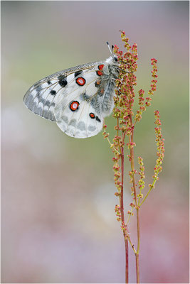 Roter Apollo (Parnassius apollo fennoscandicus), Finnland, Turku