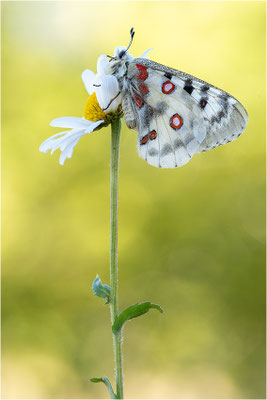 Roter Apollo (Parnassius apollo vercoricus), Frankreich, Dep. Isere
